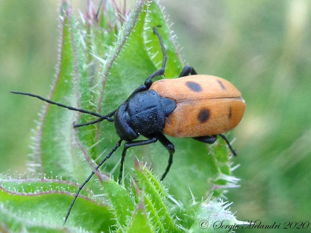 Meloidae  -Euzonitis quadrimaculata-